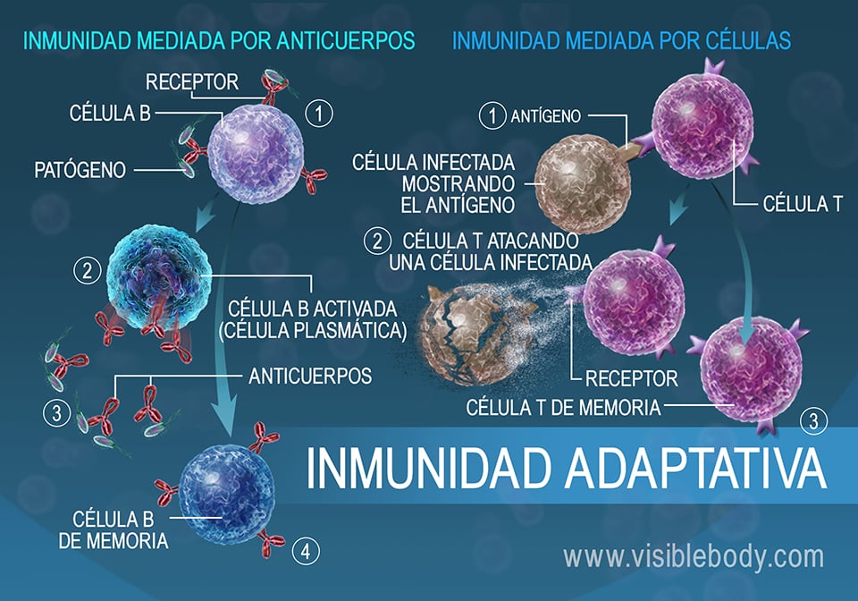 La inmunidad celular y la mediada por anticuerpos son medidas adaptativas que el cuerpo utiliza para combatir a los agentes patógenos